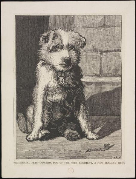 Unknown, Regimental Pets