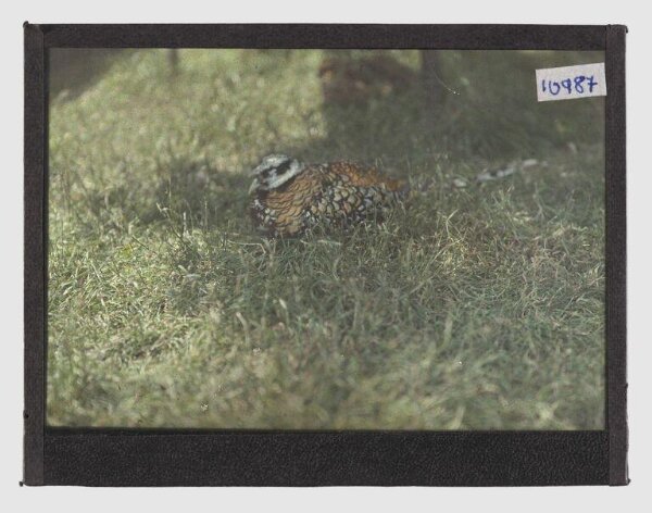 Unknown, Sleeping bird