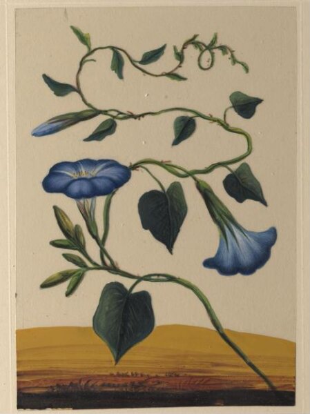 Unknown, One of eighteen drawings of flowers.