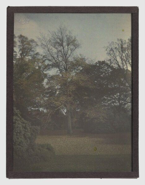 Unknown, Forest study