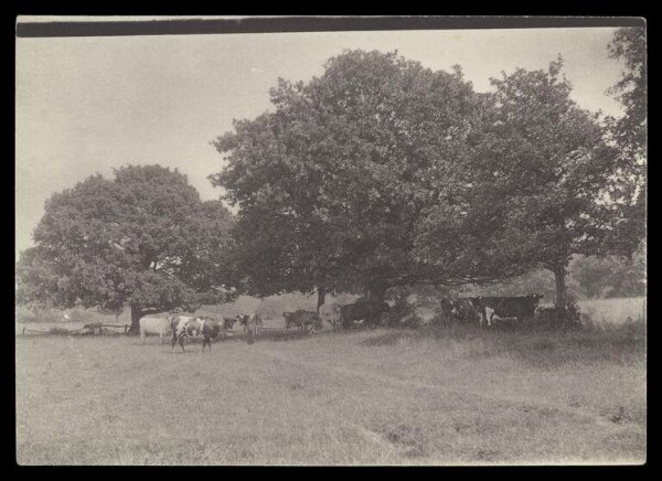 Gale, Lt. Col. Joseph, Cows and Trees