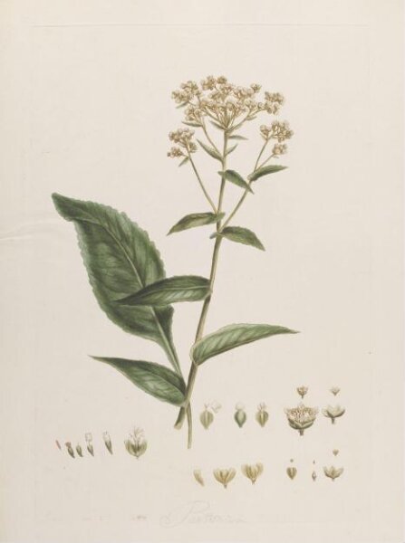 John Miller, Print