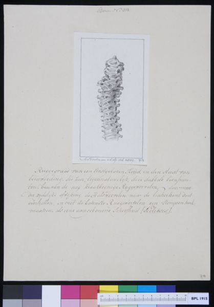 M Houtman, Vertebrae