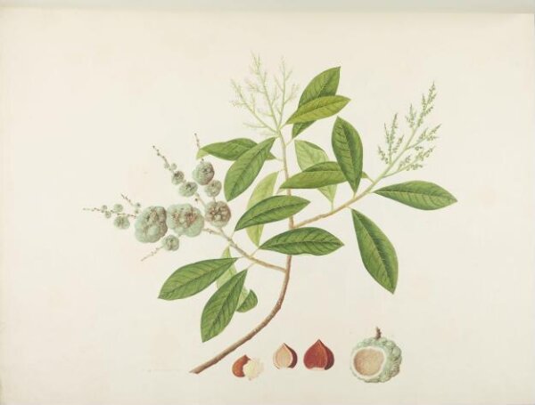 unknown, Flowers and Fruits