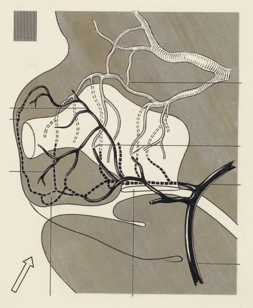 J Tinkelenberg, Cardiovascular system of an embryo