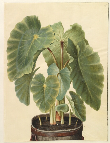 Hans Simon Holtzbecker, Colocasia esculenta (taro)
