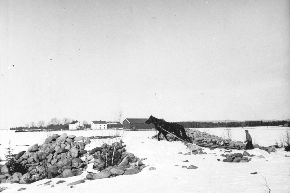 Anno Domkirkeodden, Dyri gard i Løten, Steinrydding. Rydding av ny åker, nybrott, nydyrking. Stein lastes på steinslede. Hest, hesteredskap. Ukjent gårdsarbeider.