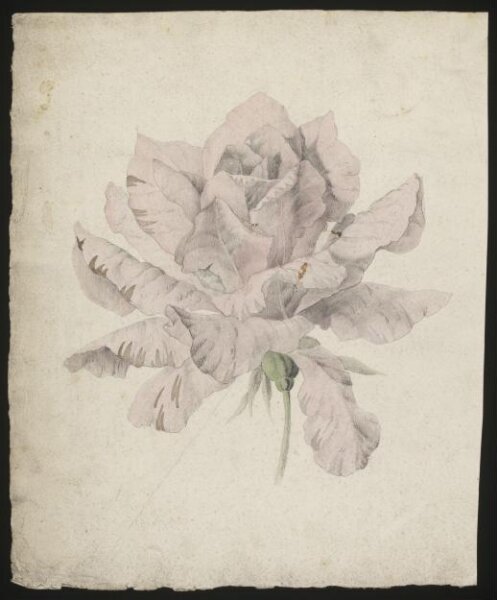 unknown, Drawing