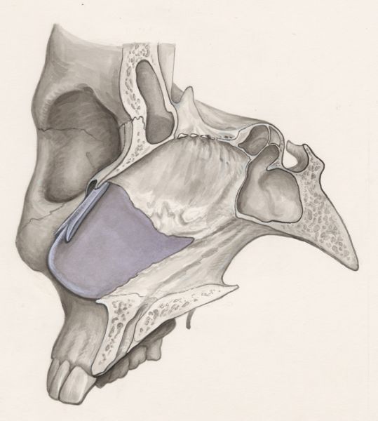 J Wetselaar-Whittaker, Cross section of the human skull