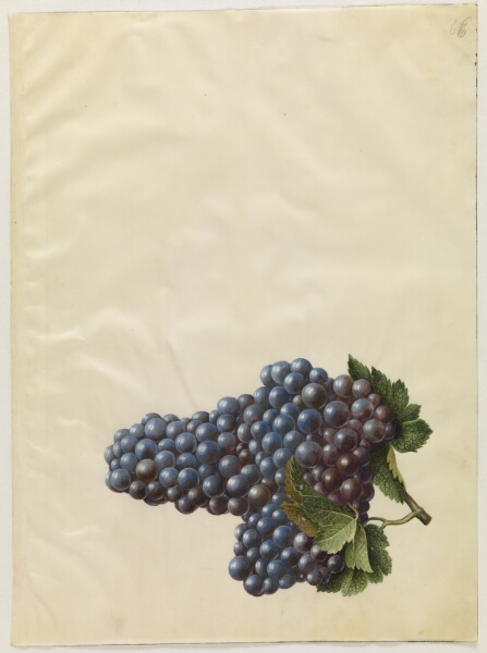 Hans Simon Holtzbecker, Vitis vinifera (almindelig vin)