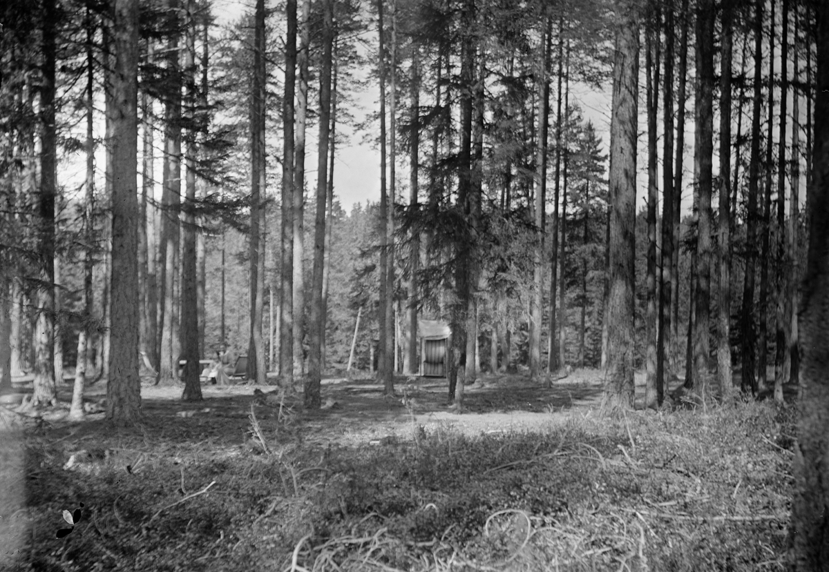 Okänd,, Personer i solstolar skymtar bland träd, sannolikt vid Svensgården, Dalarna