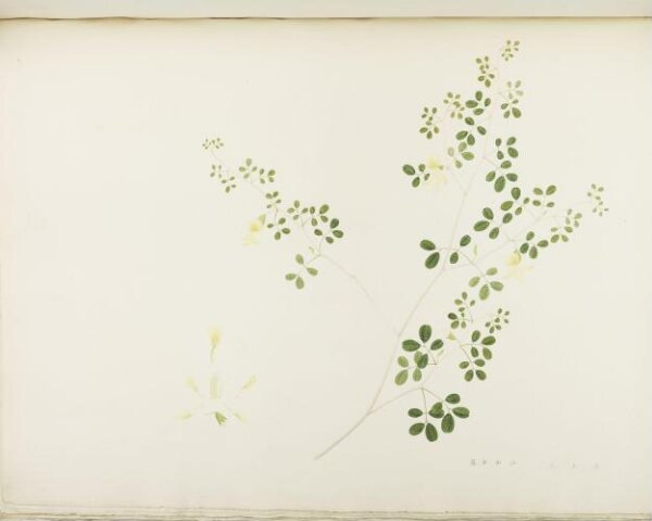 unknown, Flowers and Fruits