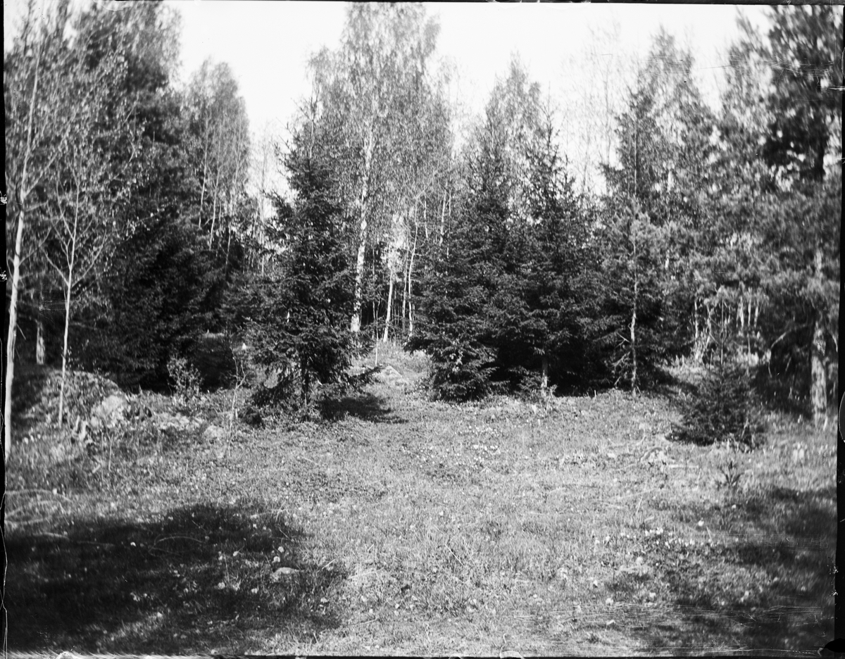 Okänd,, Skogsglänta, Uppland