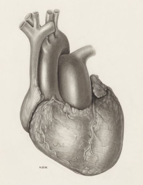 H.G Wetselaar, Heart