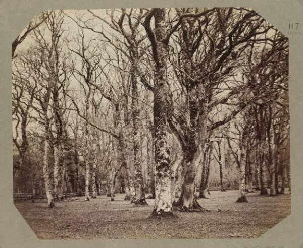 Clementina, Lady Hawarden, Photograph