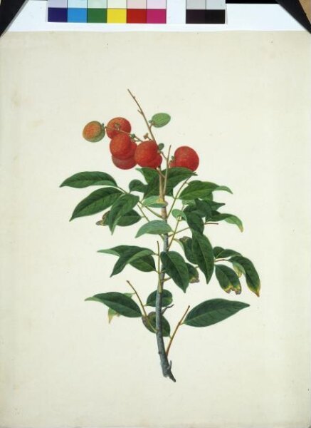 Unknown, Lychee