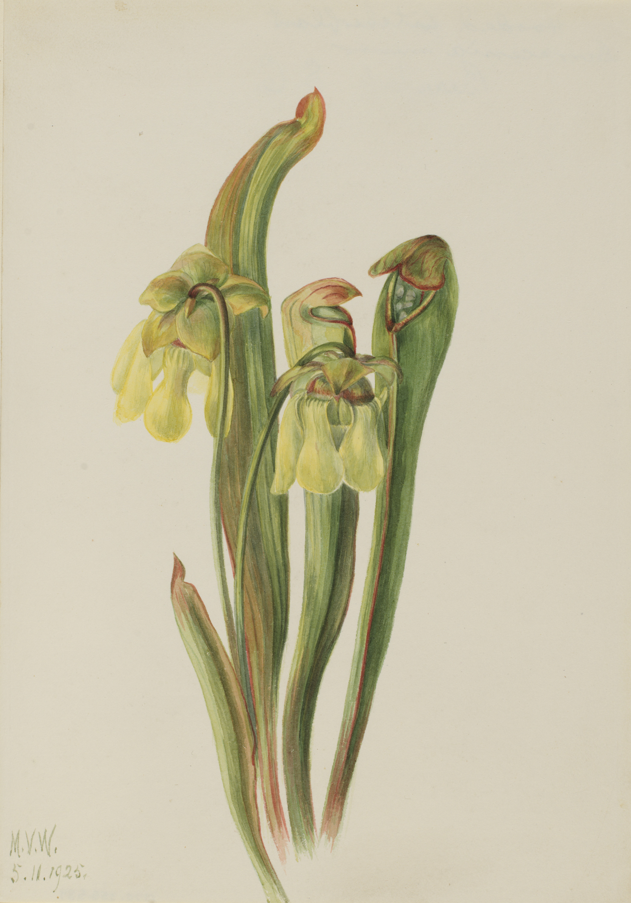 Mary Vaux Walcott, Hooded Pitcherplant (Sarracenia minor)