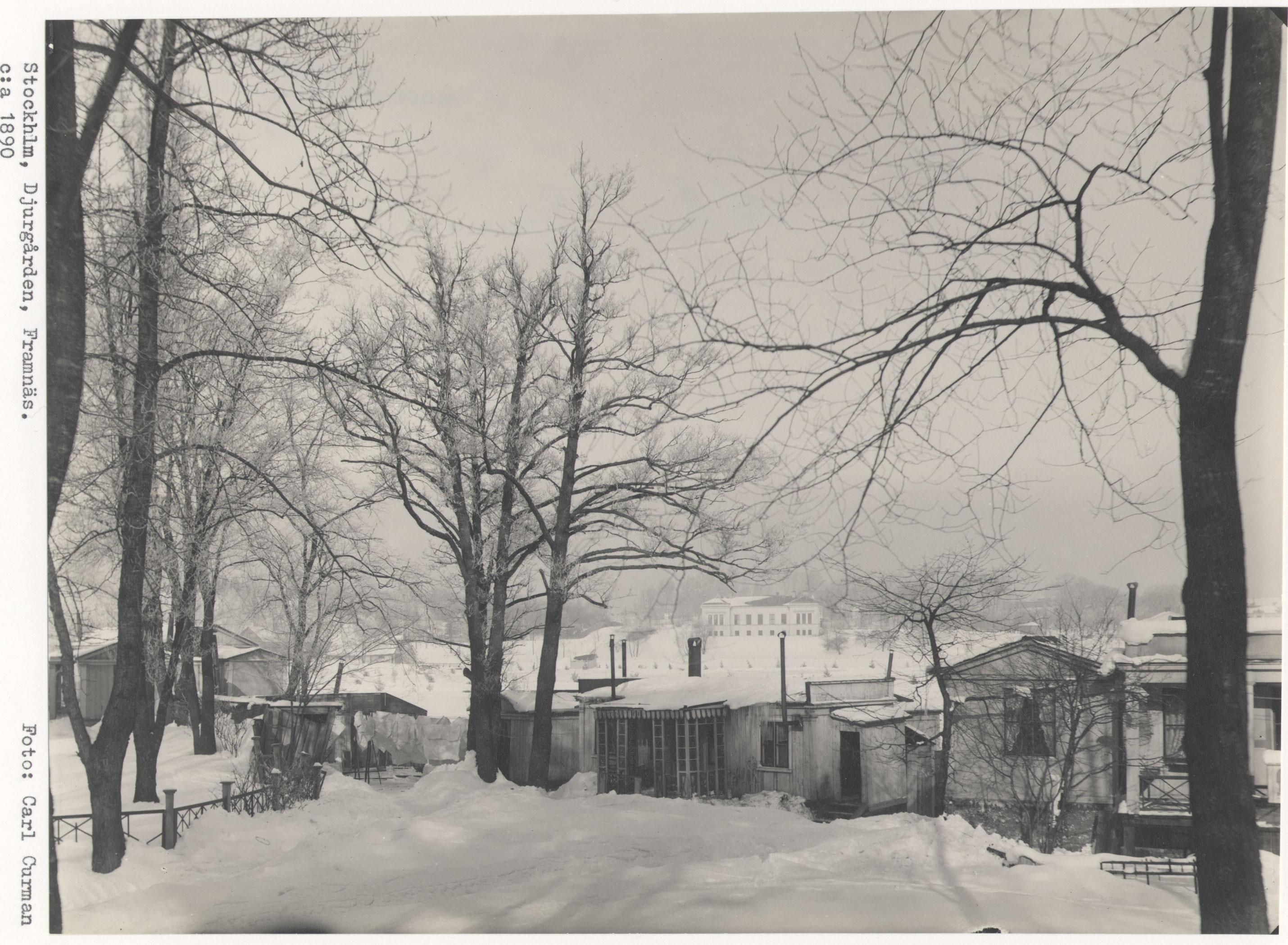 Carl Curman, Djurgården