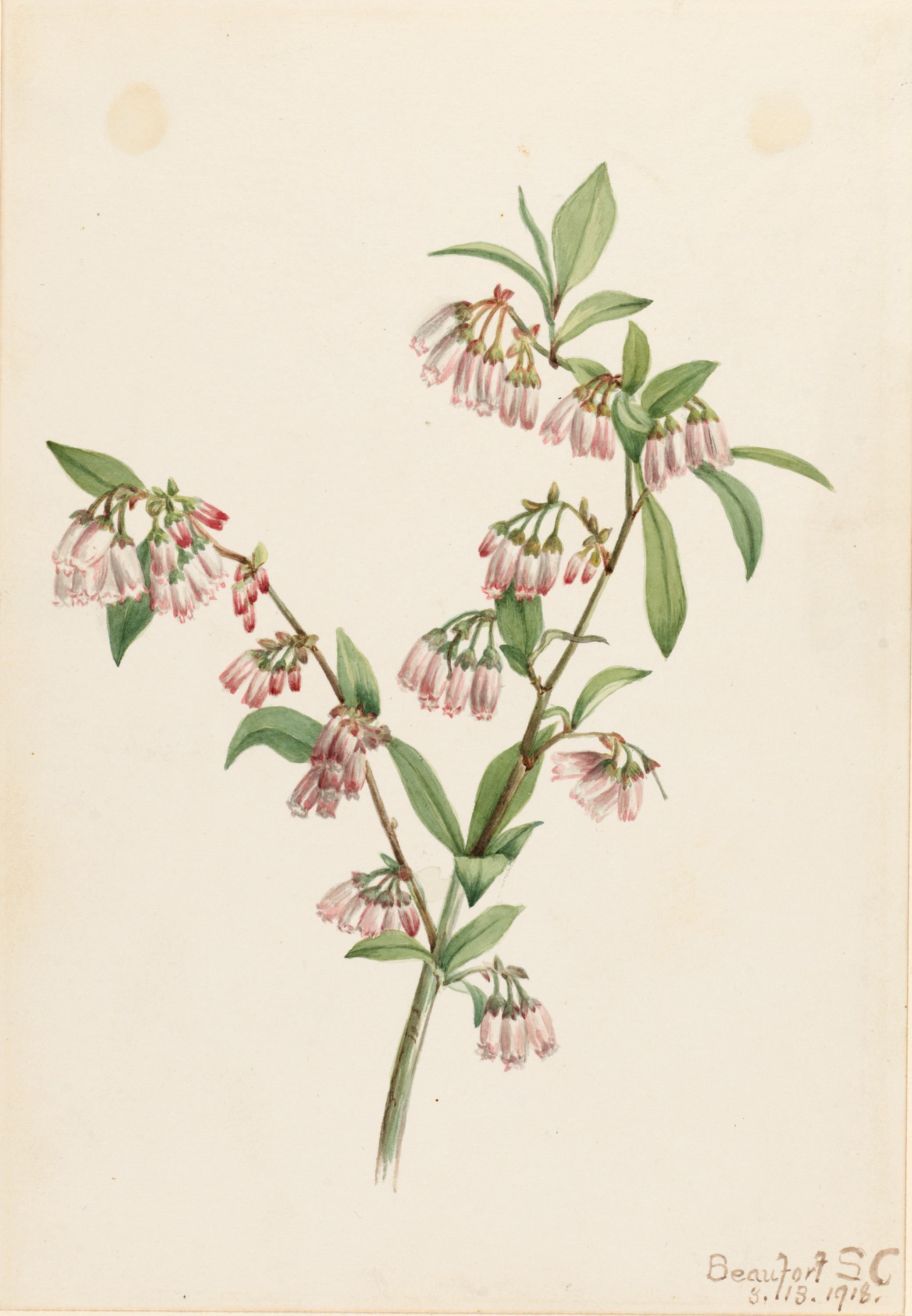 Mary Vaux Walcott, Pineland Blueberry (Vaccinium tenellum)