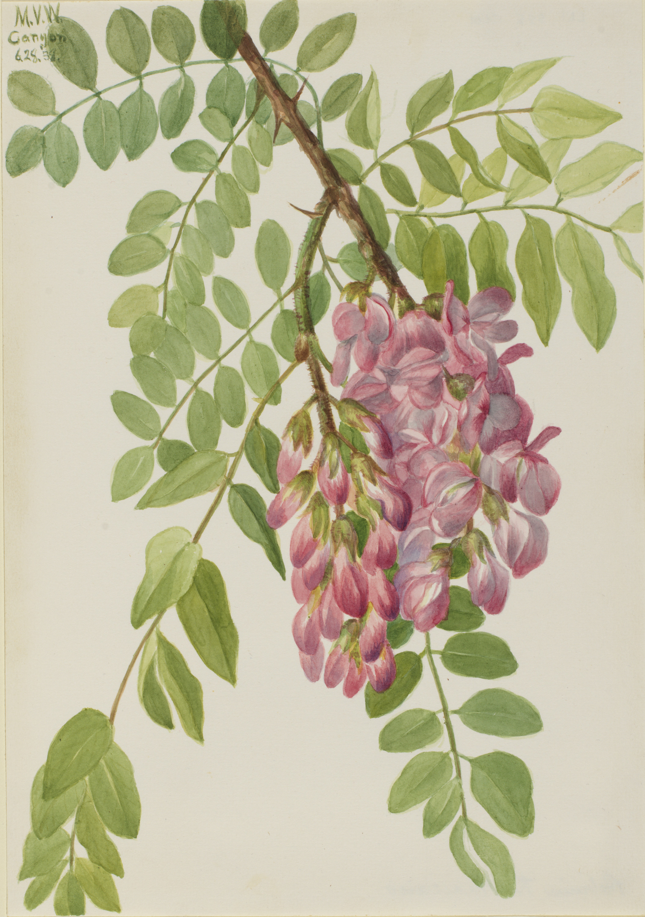 Mary Vaux Walcott, New Mexican Locust (Robinia neomexicana)