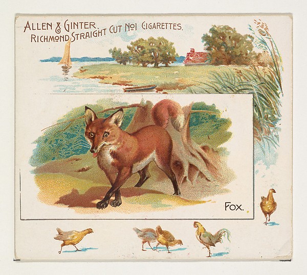 Allen & Ginter, Fox, from Quadrupeds series (N41) for Allen & Ginter Cigarettes