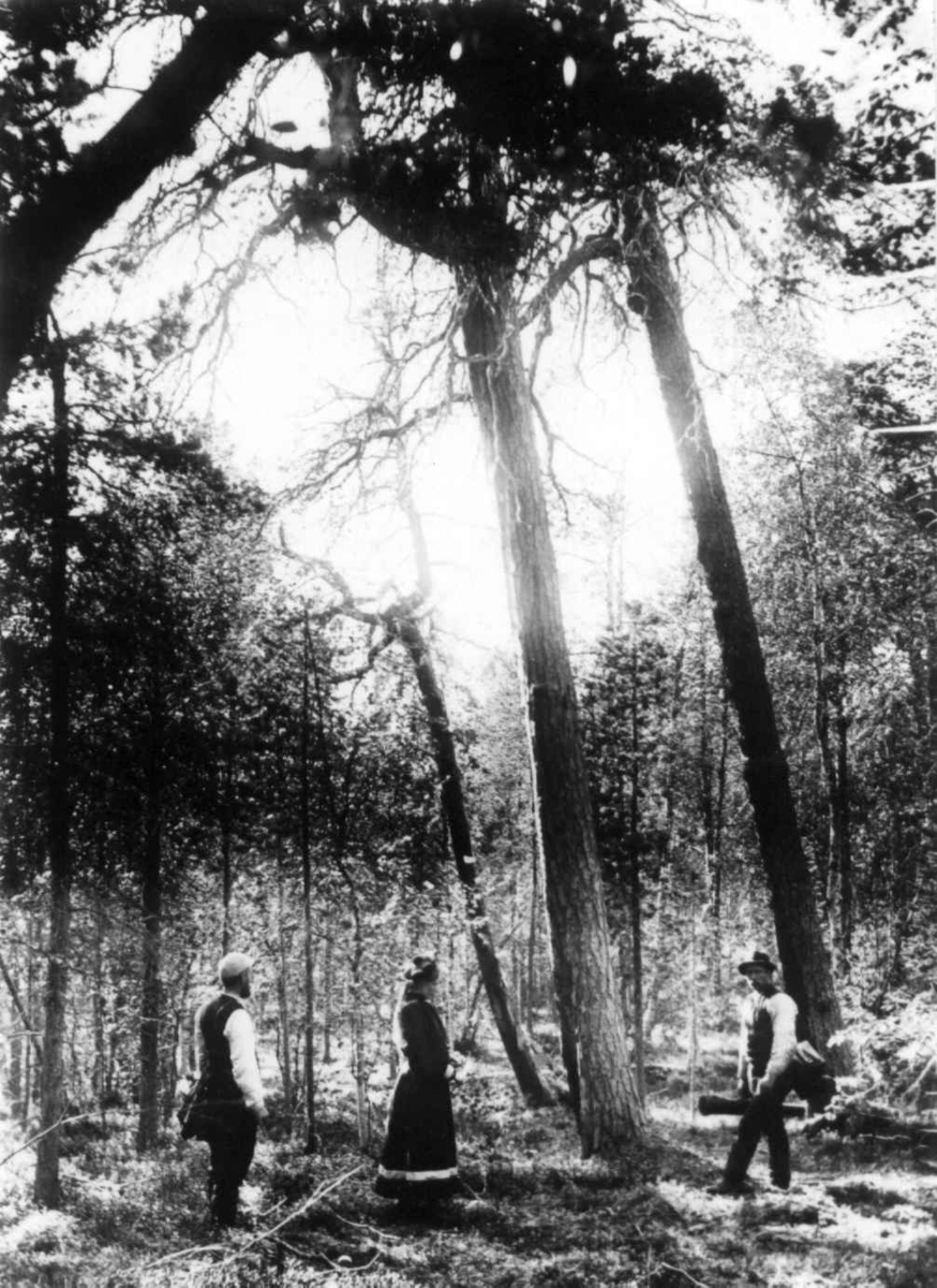 Ellisif Rannveig Wessel, Dr. Andreas B. Wessel nærmest, sammen med to andre personer i gammel furuskog ved Skogfossen, Pasvikdalen, Sør-Varanger, Finnmark, juli 1897. Kvinnen er frk. Tokle.