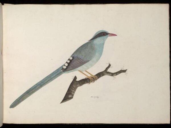Unknown, Green magpie