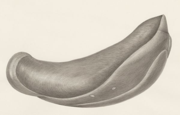 H.G Wetselaar, Embryonic tissue