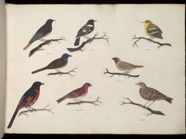 Unknown, Eight birds