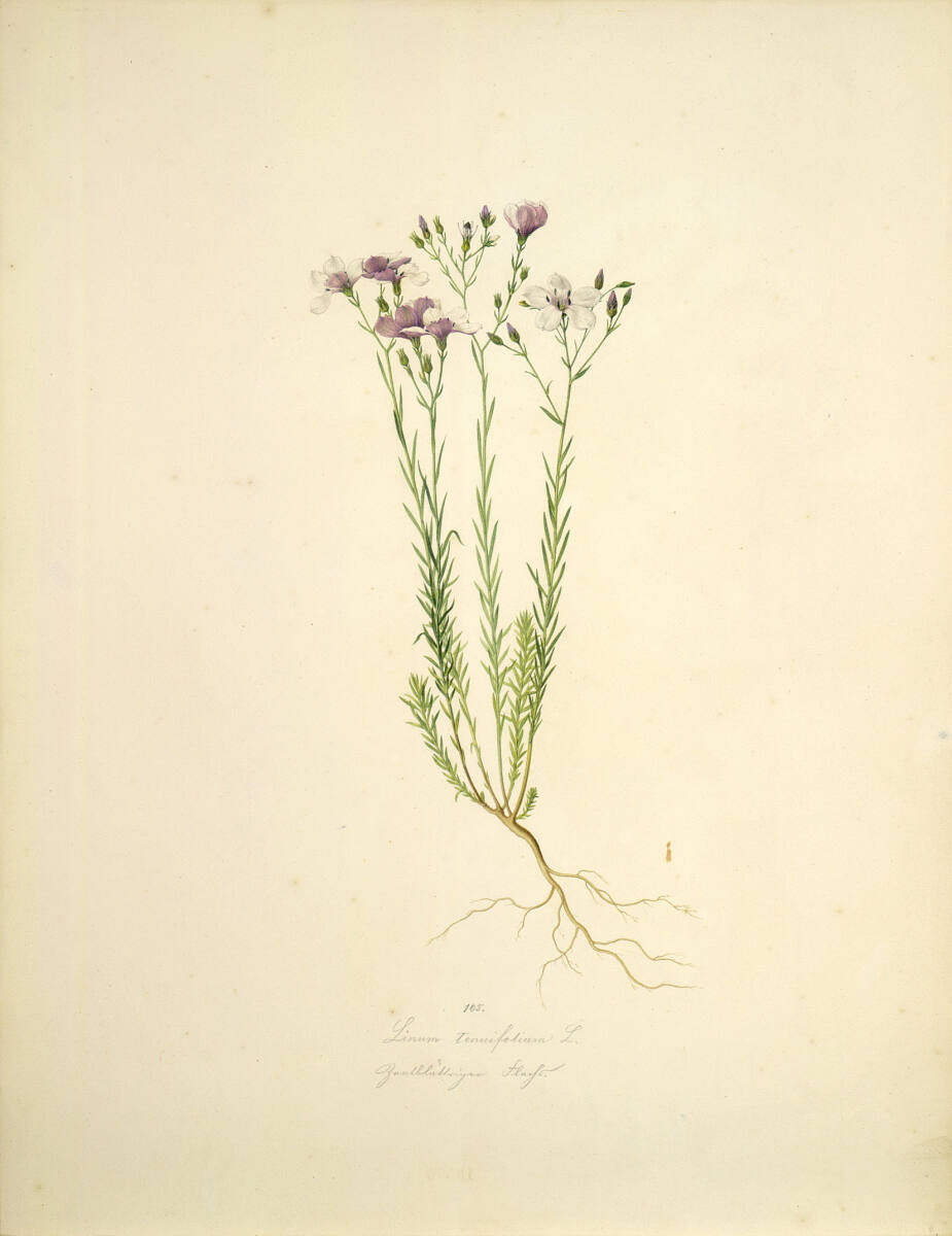 AugustRokert, Linum tenuifolium L - Schmalblättriger Lein