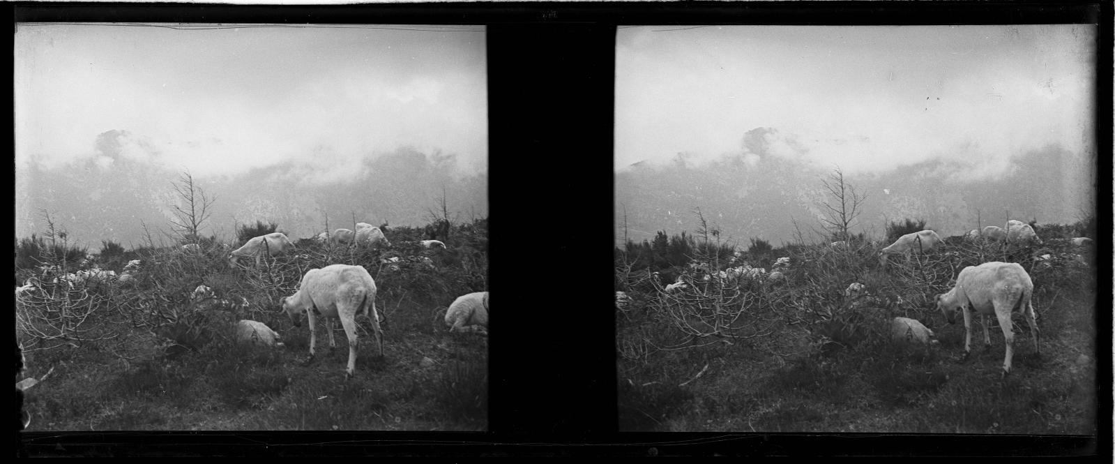 Desconegut, [Ramat of goats in the Valley of Ordity]