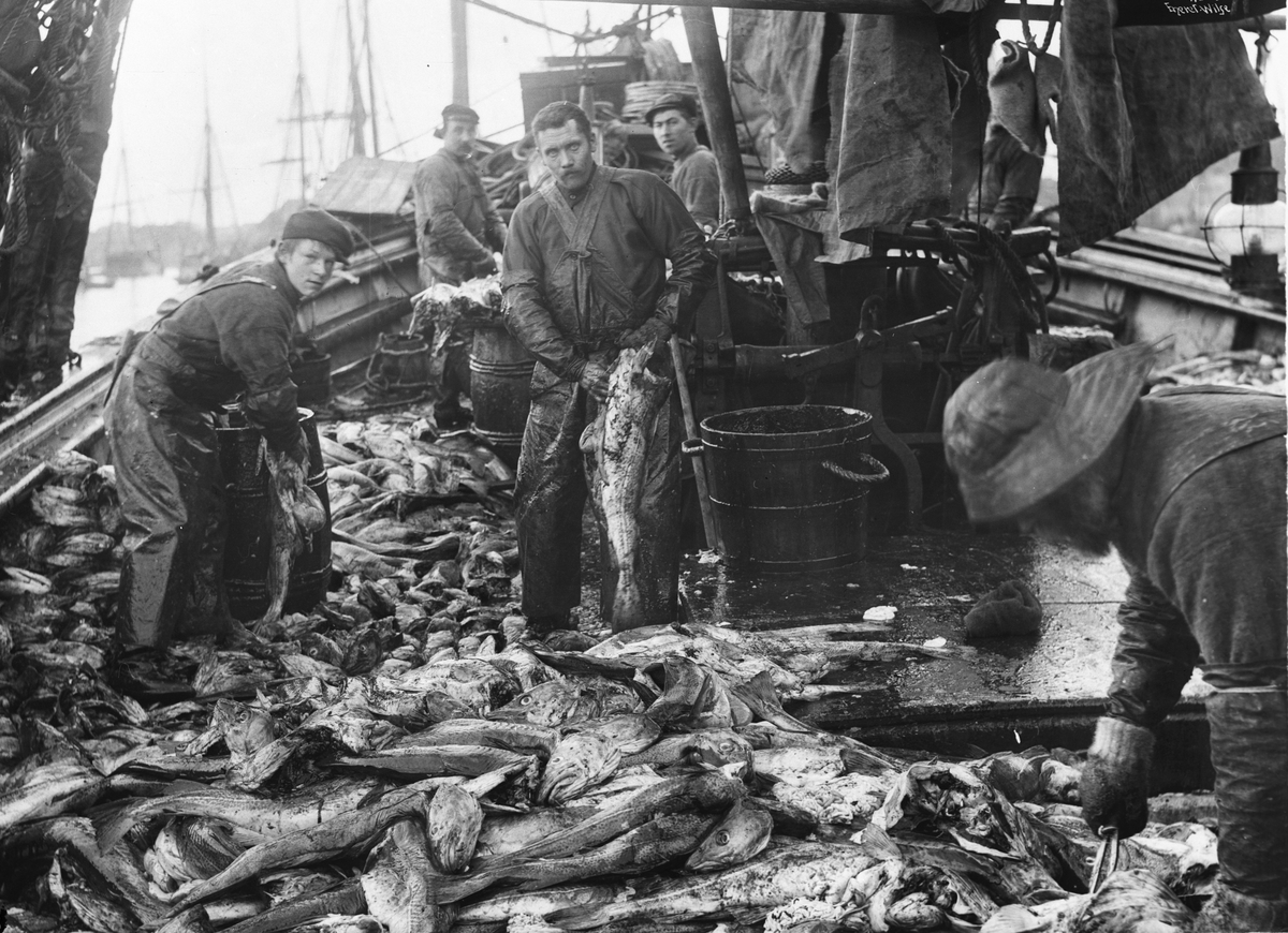 Anders Beer Wilse, Prot: Fisken sprettes op (sløies) 1910