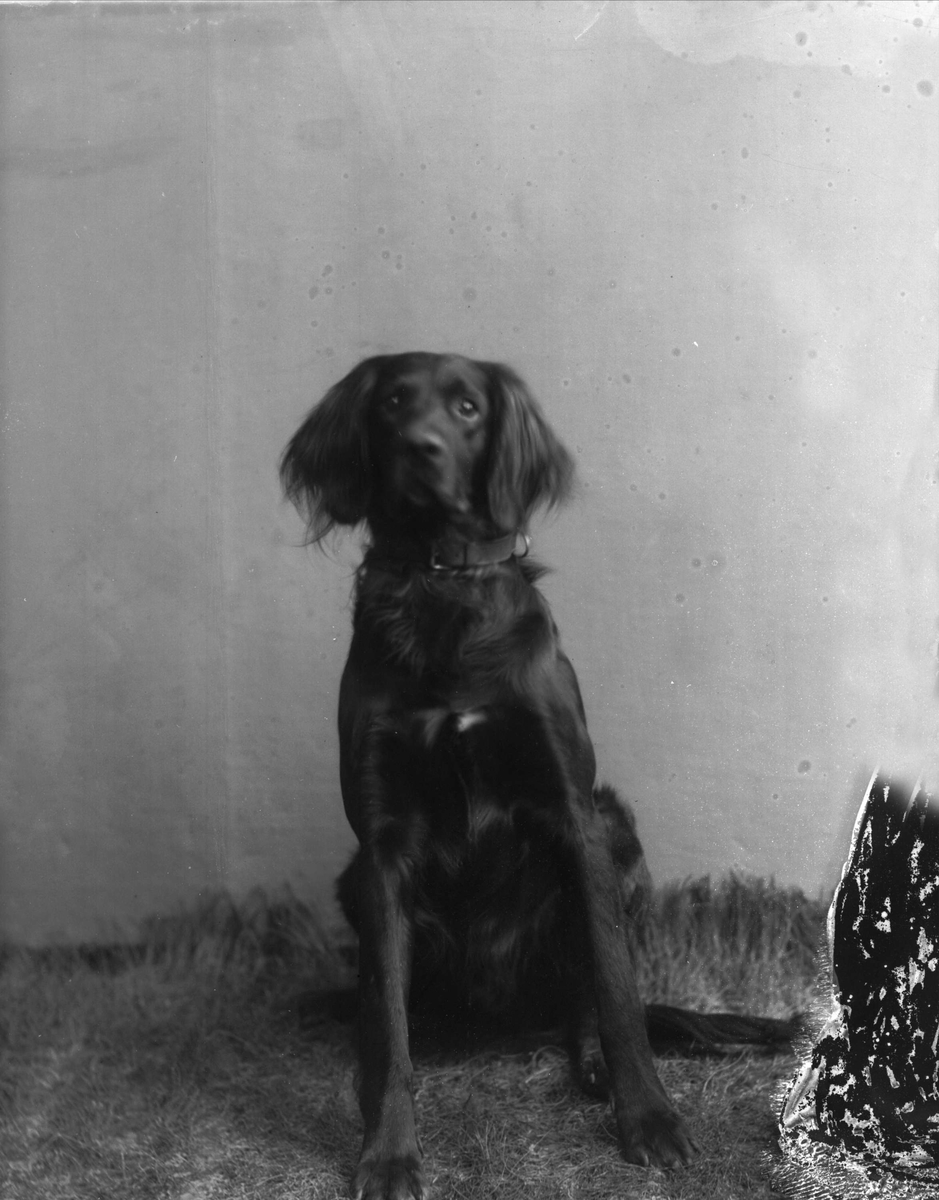 Gustav Borgen, Portrett, fuglehund, frøken Viderbergs hund.