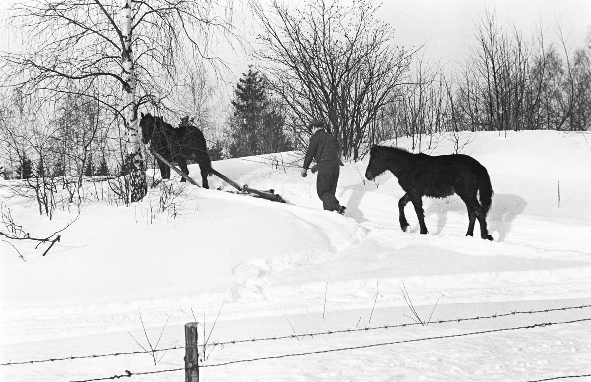 Anders Beer Wilse, Prot: Hest med föll