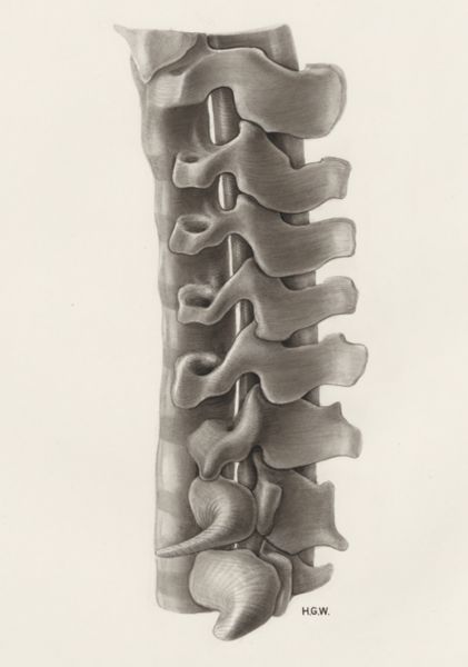 H.G Wetselaar, vertebral column and spinal cord