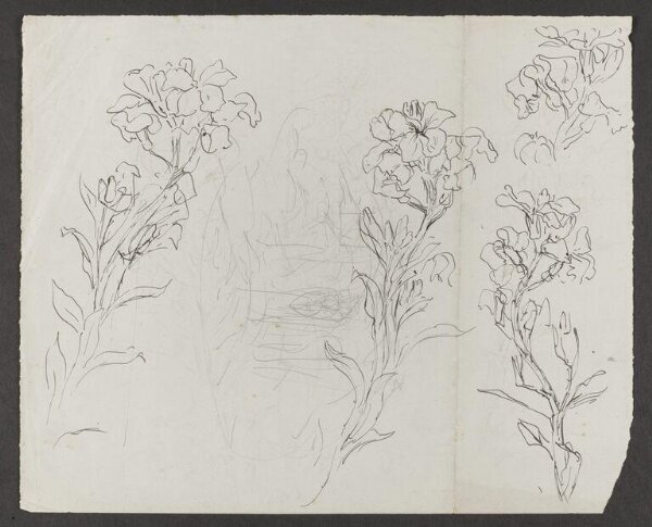 Potter, Beatrix, drawing