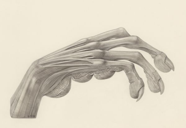 H.G Wetselaar, Muscular tissue of the hand of a rhesus macaque