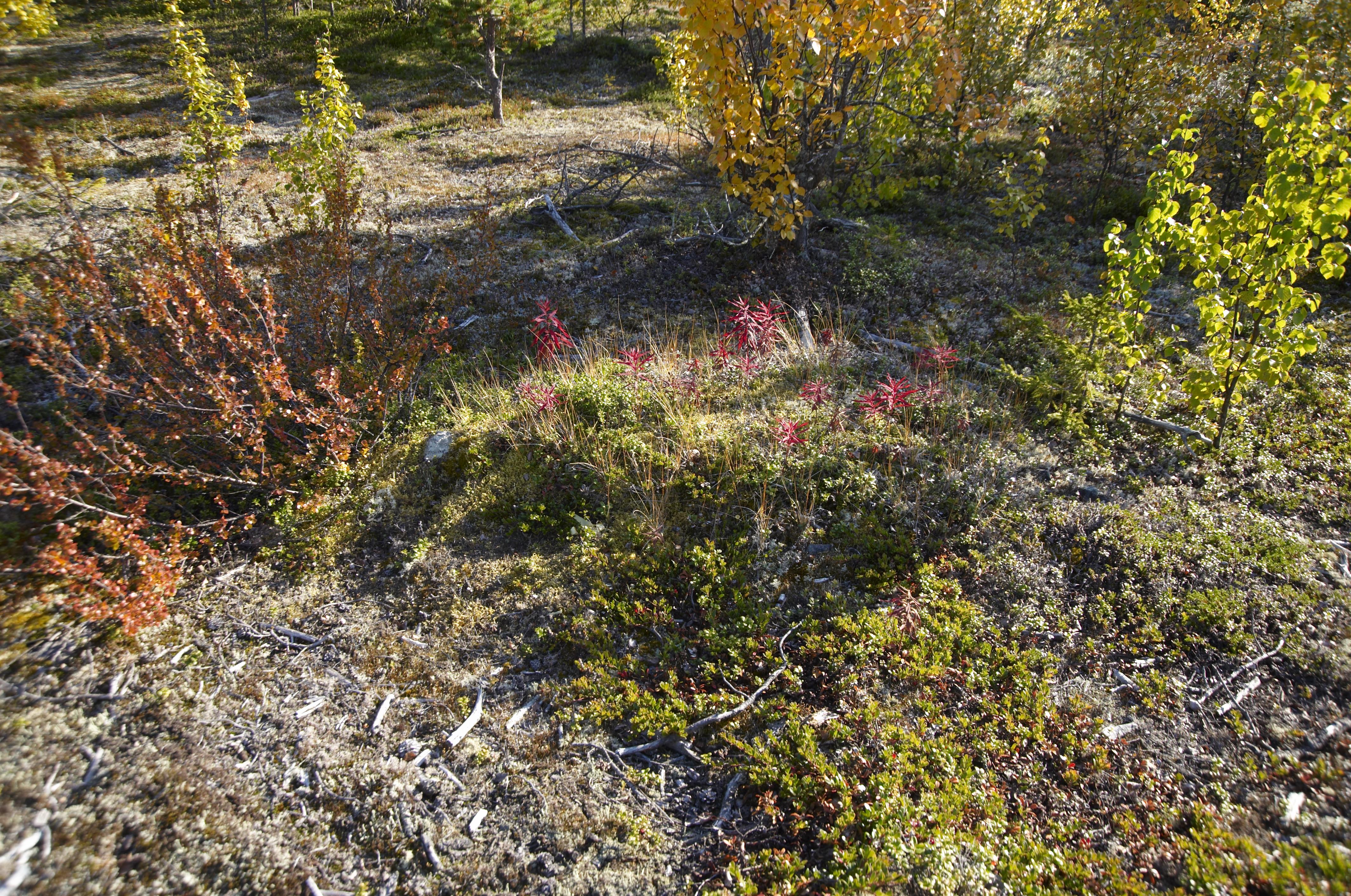 Bengt A Lundberg, Gällivare