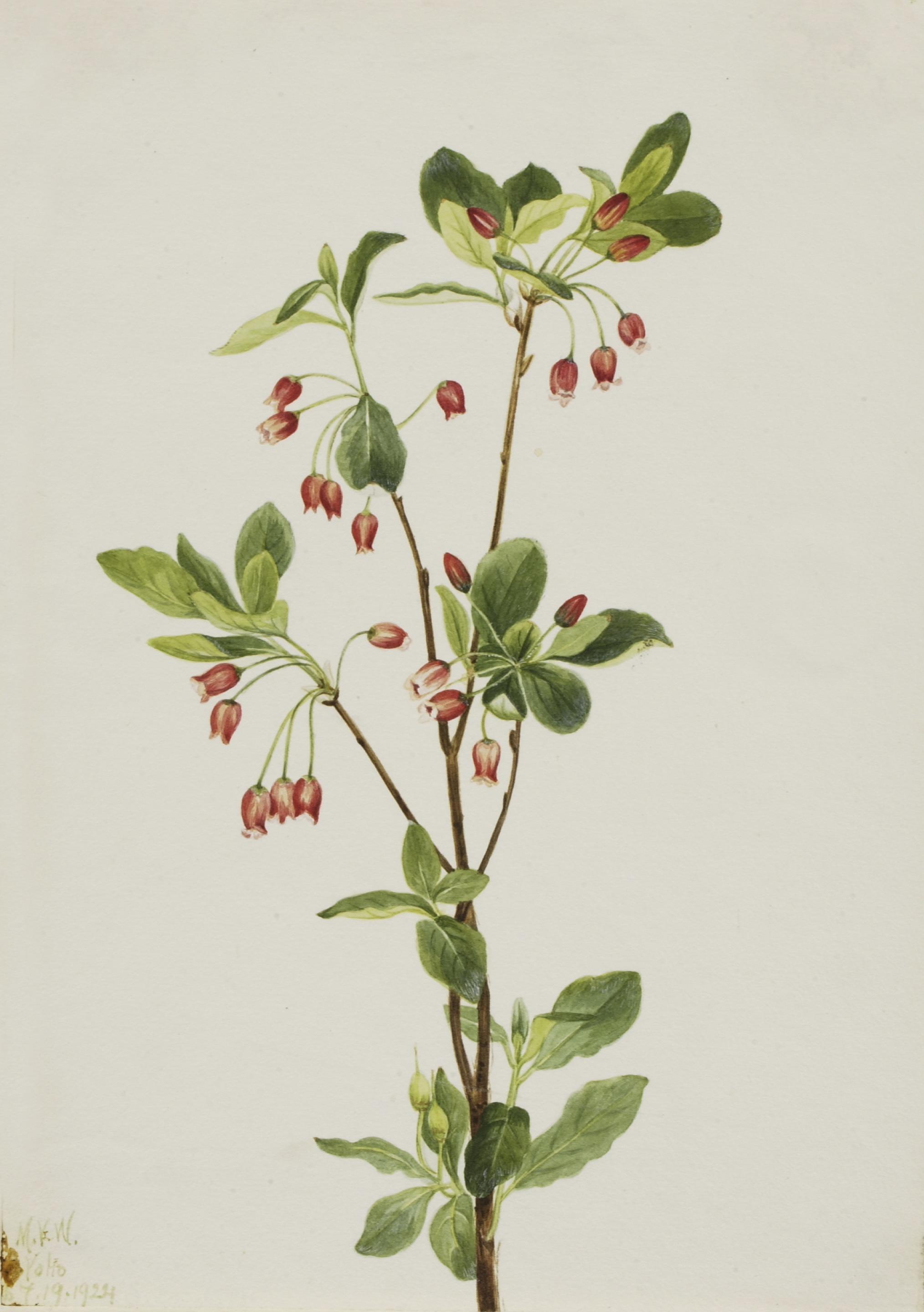 Mary Vaux Walcott, Western Menziesia (Menziesia glabella)