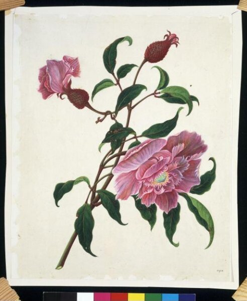 Unknown, Chinese rose