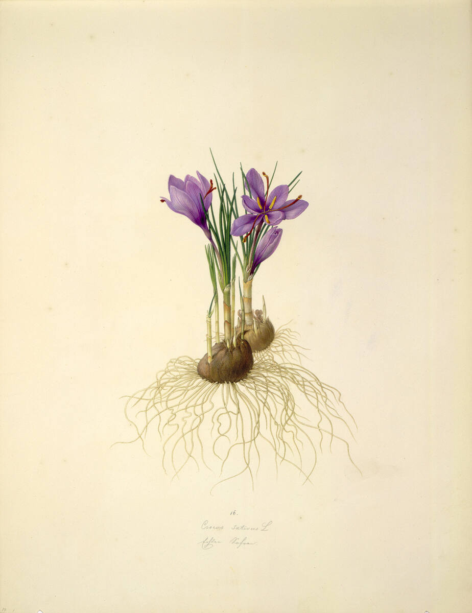 AugustRokert, Crocus sativus L - Safran