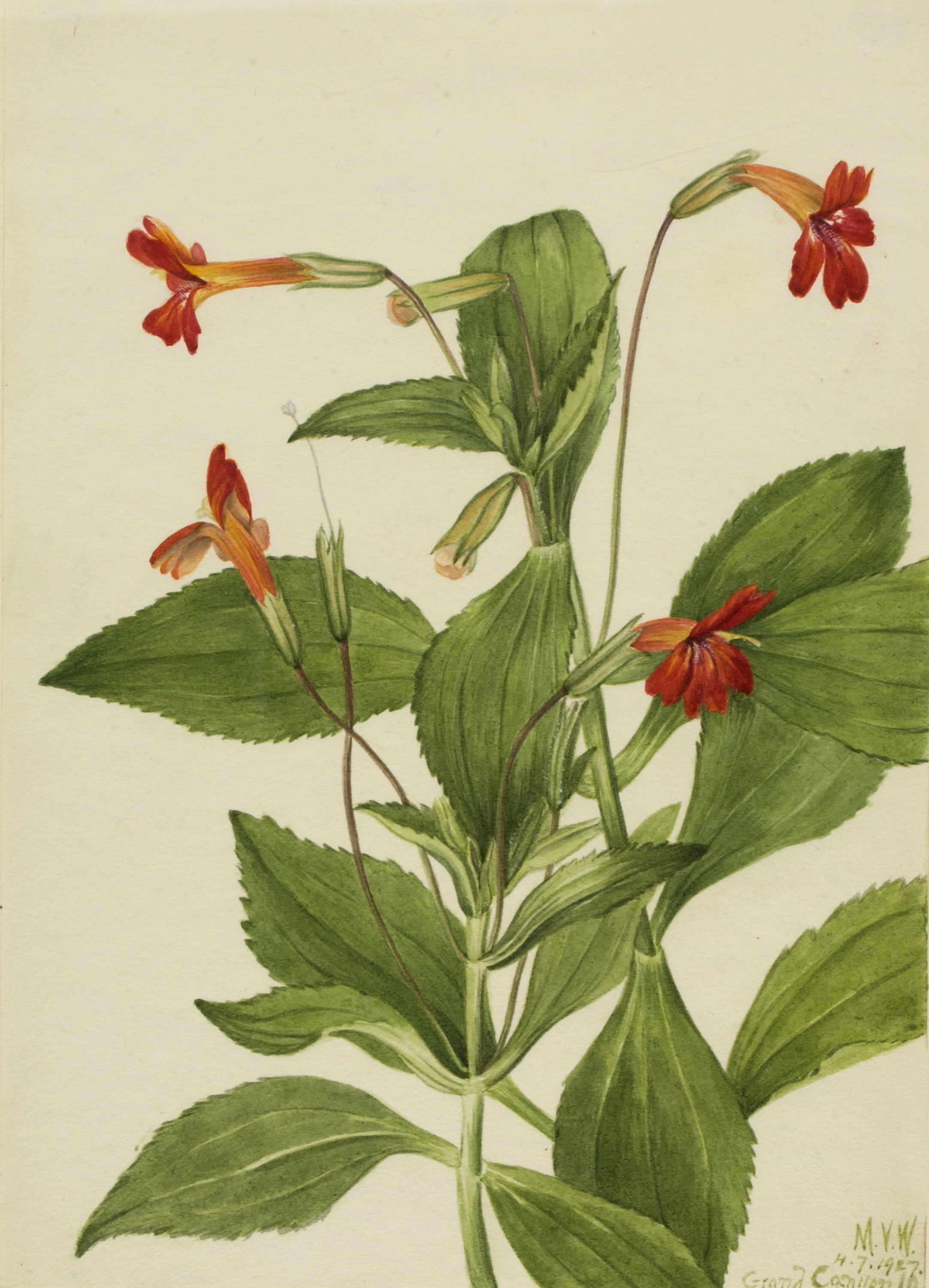 Mary Vaux Walcott, Cardinal Monkey Flower (Mimulus cardinalis)
