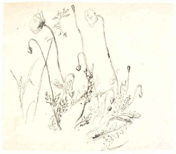 Dankvart Dreyer, Valmuer