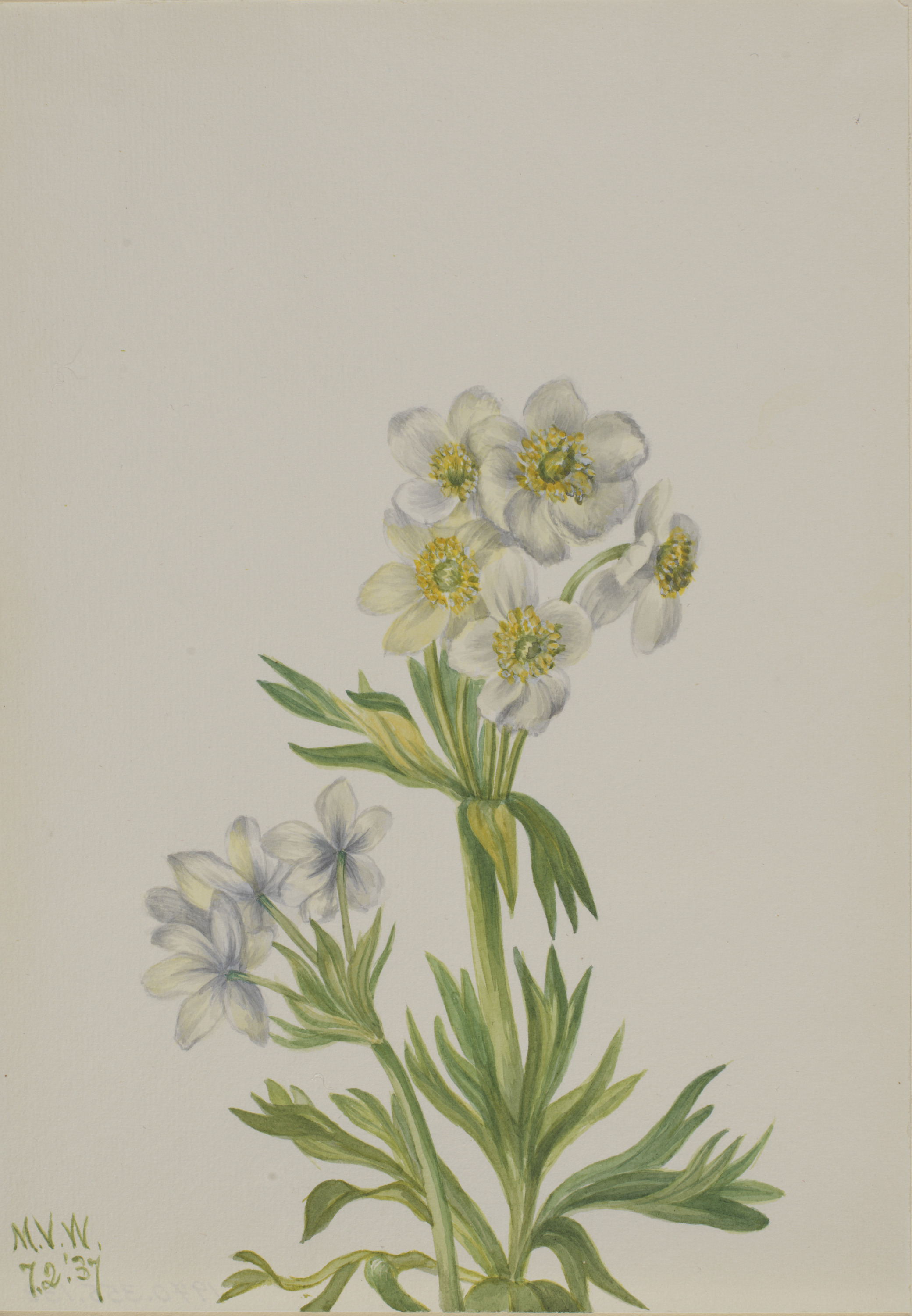 Mary Vaux Walcott, Anemone (Anemone zephyra)