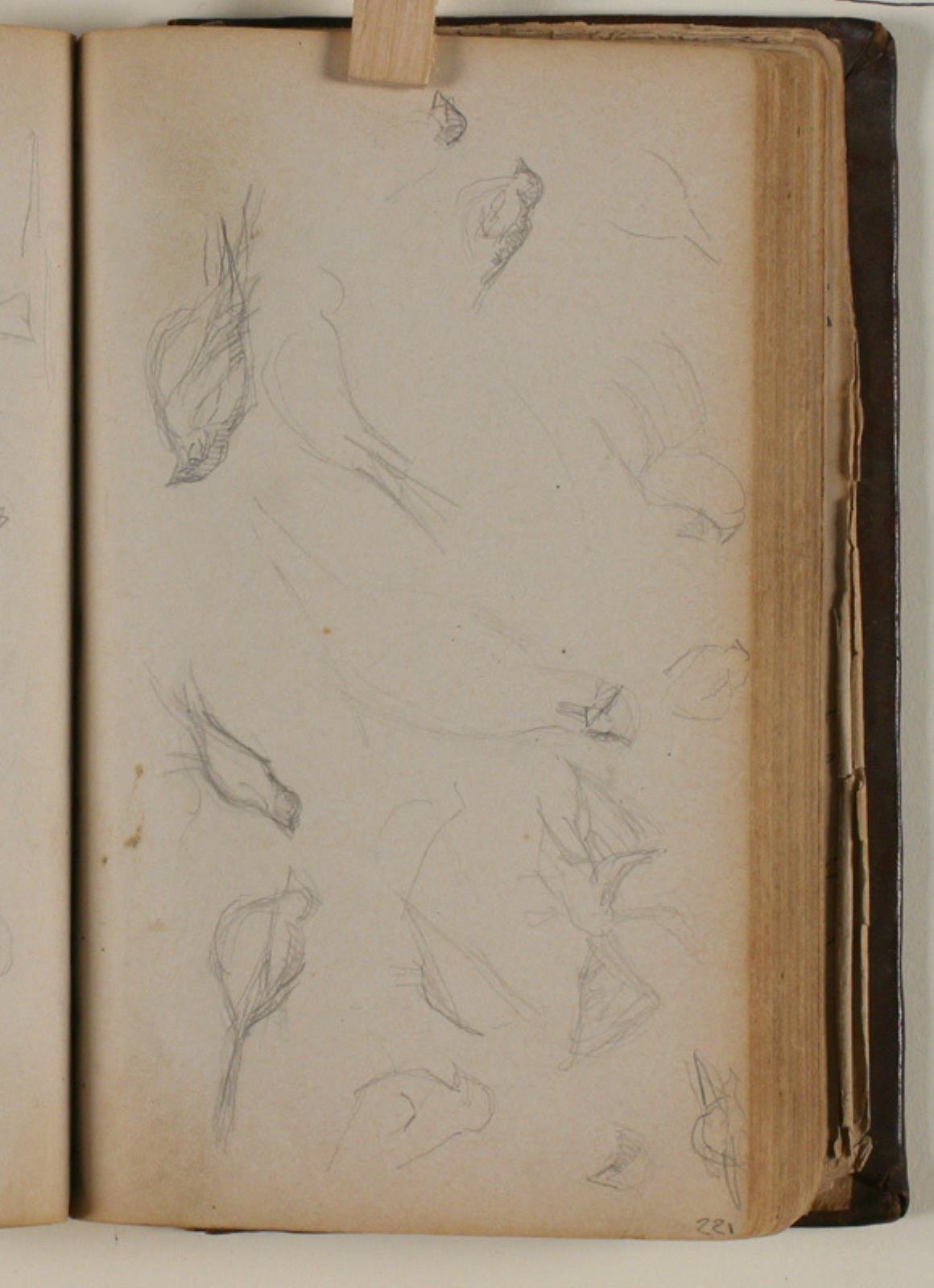 Niels Larsen Stevns, Studier af fugle