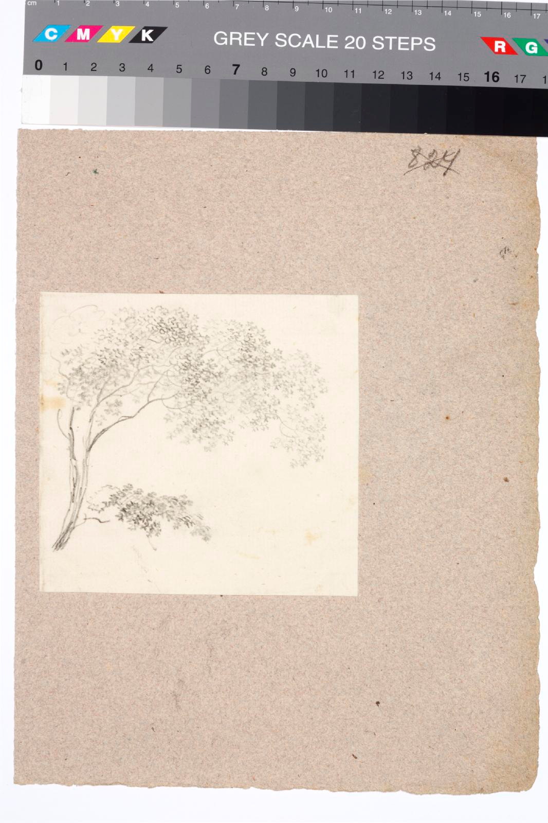 tundmatu kunstnik (autor), tree branch