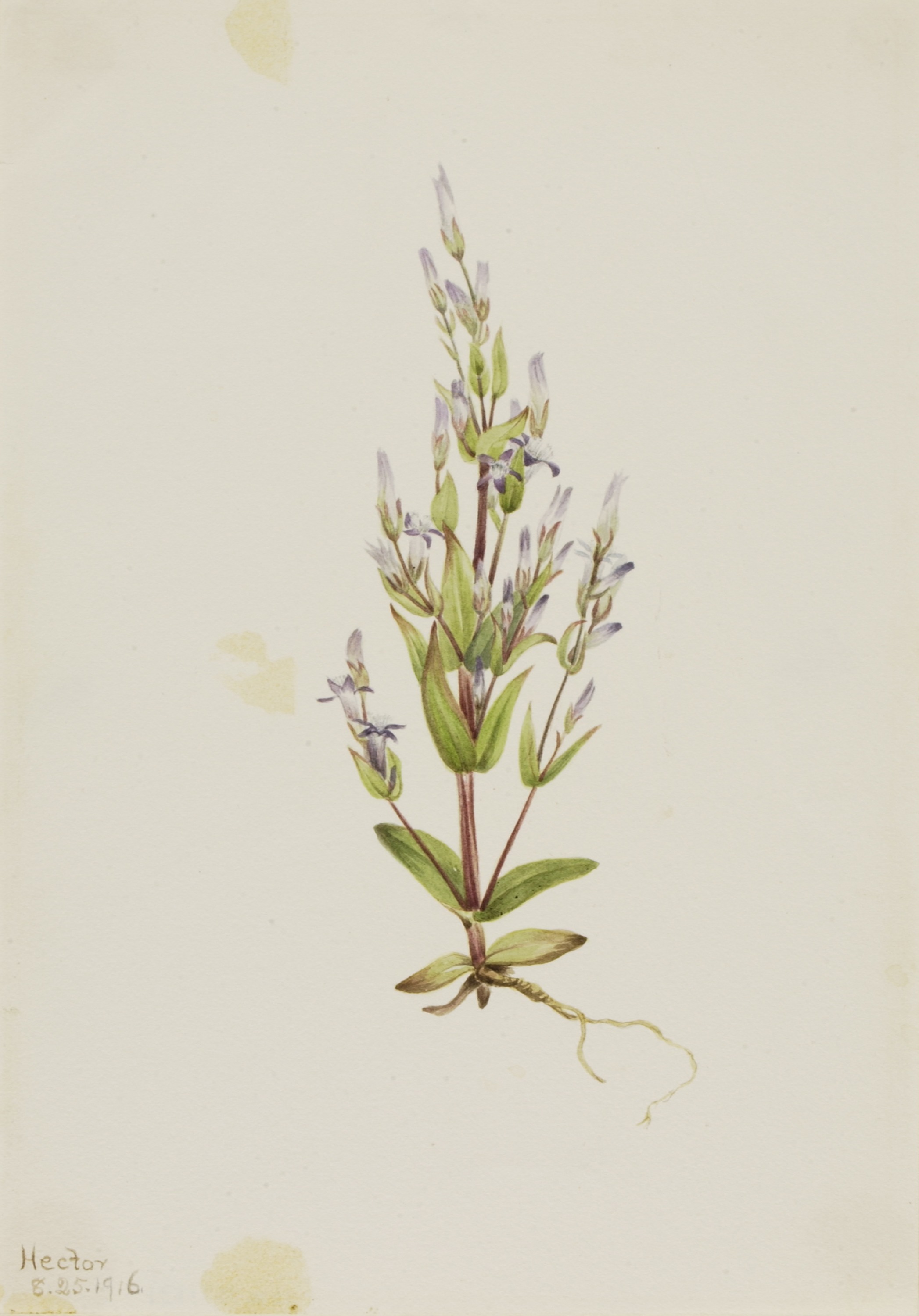 Mary Vaux Walcott, Ladder Gentian (Gentiana acuta)