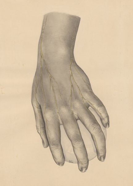 J Tinkelenberg, Veins of the hand