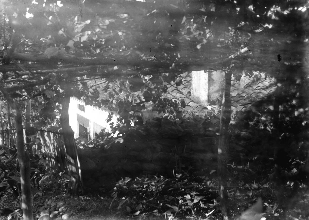 Juliane Fredrikke Langberg, Fra Madeira (ant.), takparti av hvitt hus sett gjennom bladverk. Serie ant. fra reise tilbake dit fotografen var med sin mor (1862-63) og hvor moren døde 1863. Fra malerinne Juliane Fredrikke Langbergs (1856-1930) samling tatt 1885-1910 med motivkrets slekt og venner og steder tilknyttet samvær med…