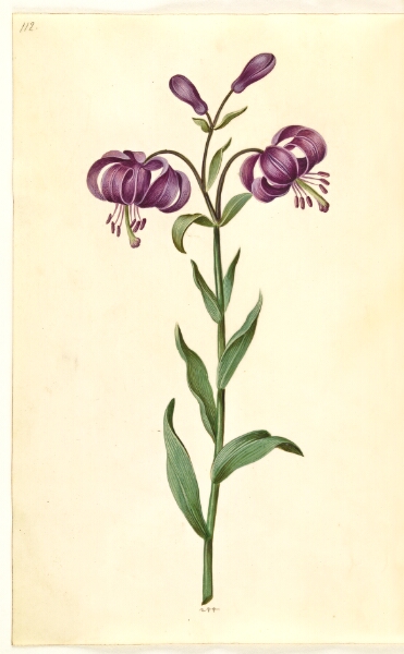 Hans Simon Holtzbecker, Lilium martagon (krans-lilje)